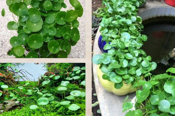 Cỏ đồng tiền 2 Thông tin tổng quan về cỏ đồng tiền