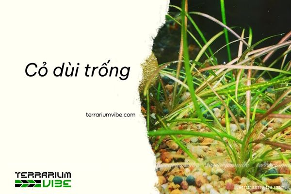 Cỏ dùi trống 4 Cách chăm sóc cỏ dùi trống trong terrarium