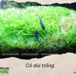 Cách chăm sóc cỏ dùi trống trong terrarium