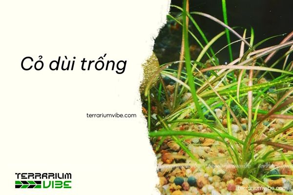 Thông tin tổng quan về cỏ dùi trống 