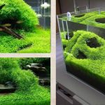 Nguồn gốc của cỏ giấy