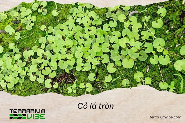 Cỏ lá tròn 2 Nguồn gốc và môi trường sống của cỏ lá tròn