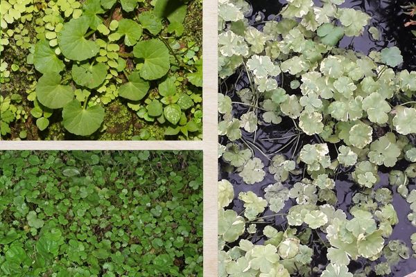 Cỏ lá tròn 1 Thông tin tổng quan về cỏ lá tròn