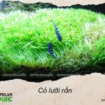 Loại terrarium phù hợp với cỏ lưỡi rắn