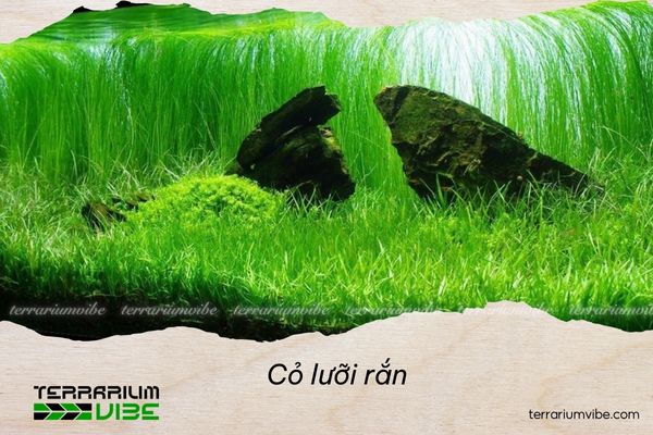Thông tin tổng quan về cỏ lưỡi rắn