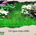 Nguồn gốc và môi trường sống của cỏ Ngưu Mao Chiên