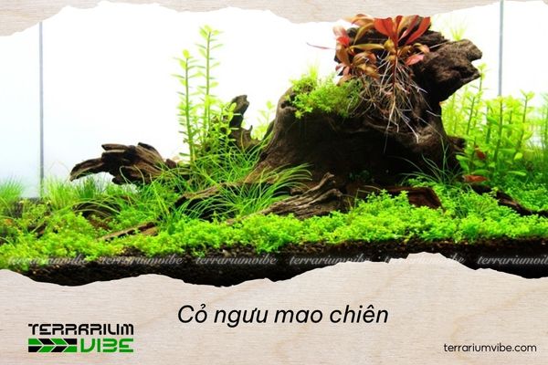 Cỏ ngưu mao chiên 3 Loại terrarium phù hợp với cỏ Ngưu Mao Chiên