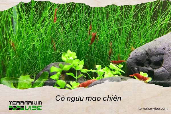 Cỏ ngưu mao chiên 4 Cách chăm sóc cỏ Ngưu Mao Chiên trong terrarium