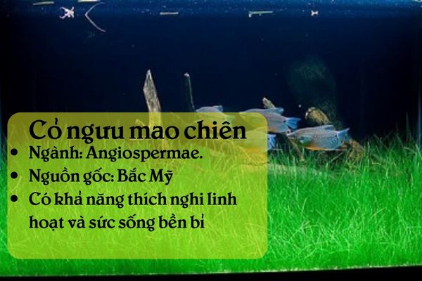 Thông tin tổng quan về cỏ Ngưu Mao Chiên  