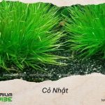 Nguồn gốc và môi trường sống của cỏ Nhật