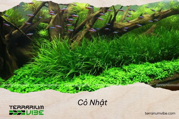 Cỏ Nhật 3 Cỏ Nhật phù hợp với đa dạng nhiều loại terrarium