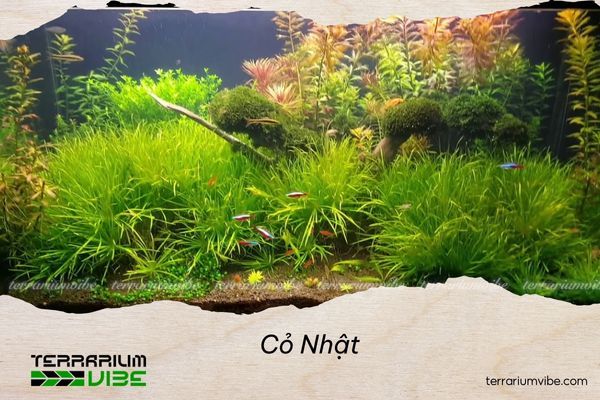 Cỏ Nhật 4 Cỏ Nhật có khả năng thích nghi cao