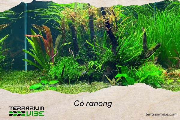Cỏ Ranong 2 Nguồn gốc và môi trường sống của cỏ Ranong