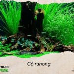 Loại terrarium phù hợp với cỏ Ranong