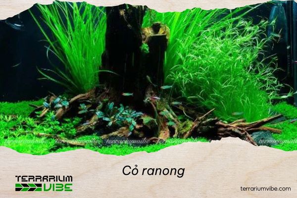 co-ranong-2 Loại terrarium phù hợp với cỏ Ranong