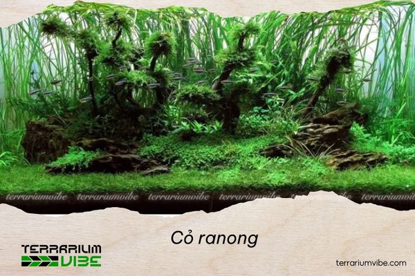 Cỏ Ranong 4 Cách chăm sóc cỏ Ranong trong terrarium