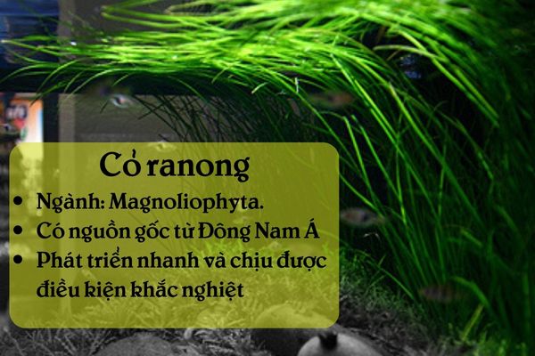 Cỏ Ranong 1 Thông tin tổng quan về cỏ Ranong