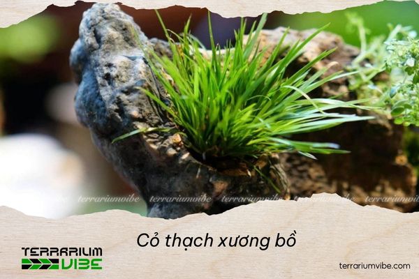 Cỏ thạch xương bồ 2 Nguồn gốc và môi trường sống của cỏ thạch xương bồ
