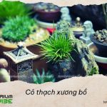 Loại terrarium phù hợp với cỏ thạch xương bồ