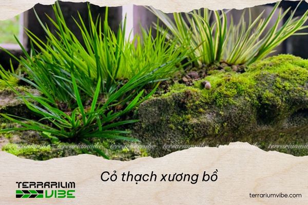 Cỏ thạch xương bồ 4 Cách chăm sóc cỏ thạch xương bồ trong terrarium