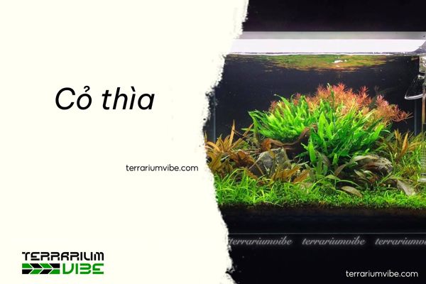 Cỏ thìa 1 Thông tin tổng quan về cỏ thìa