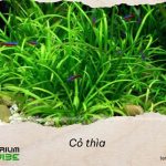Nguồn gốc xuất xứ của cỏ thìa