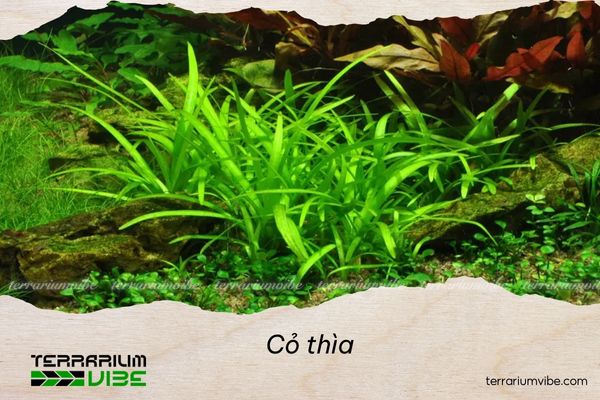 Cỏ thìa 3 Loại terrarium phù hợp với cỏ thìa