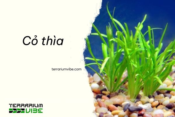 Cỏ thìa 4 Cỏ thìa không cần chăm sóc nhiều và dễ trồng