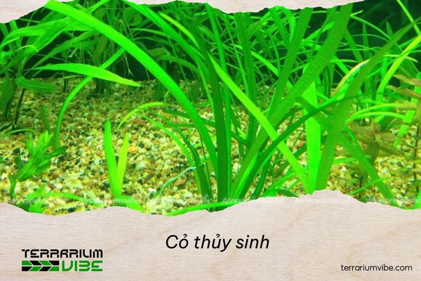 Loài cây này có thể phát triển trong đa dạng loại terrarium