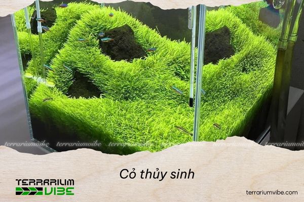 Chú ý một số yếu tố để cỏ thủy sinh phát triển tốt