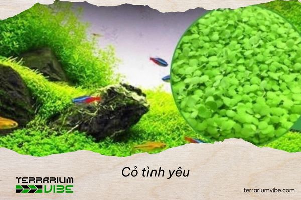 Cỏ tình yêu thủy sinh 4 Cách chăm sóc cỏ tình yêu thủy sinh trong terrarium