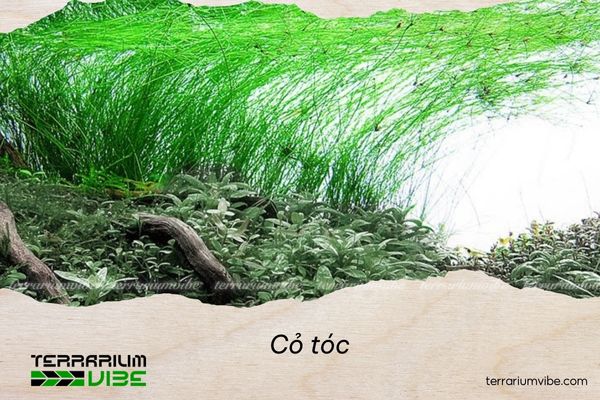 Cỏ tóc 1 Cỏ tóc có thể phát triển mạnh trong môi trường khác nhau
