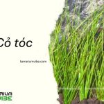 Cỏ tóc có nguồn gốc từ khu vực nhiệt đới và cận nhiệt đới