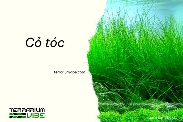 Cỏ tóc 3 Cỏ tóc phù hợp với đa dạng các loại terrarium