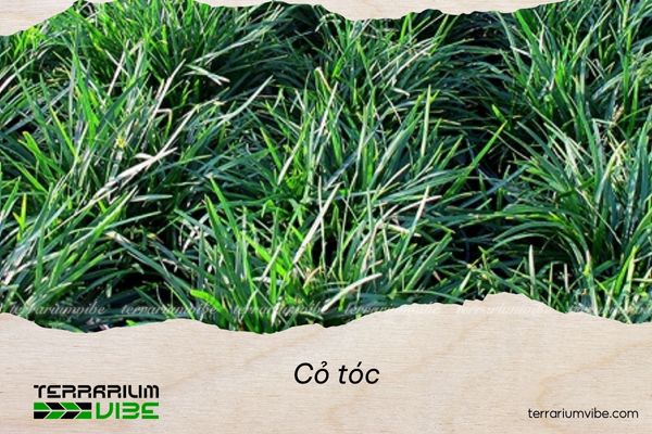 Cỏ tóc 4 Nên trồng cỏ tóc ở đất có khả năng thoát nước tốt