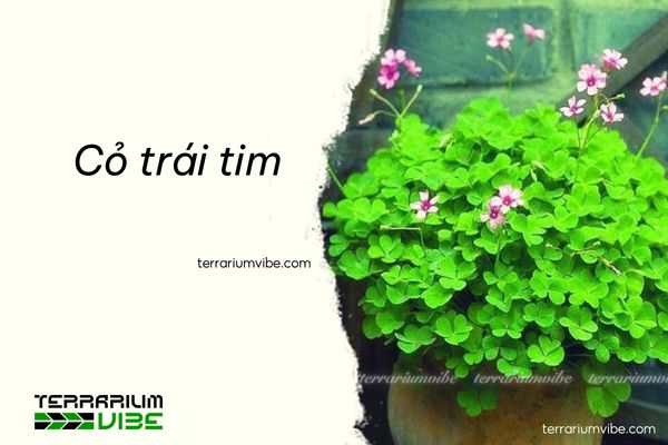 Cỏ trái tim 2 Nguồn gốc và môi trường sống của Cỏ trái tim