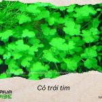 Loại terrarium phù hợp với Cỏ trái tim