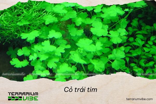 co-trai-tim-2 Loại terrarium phù hợp với Cỏ trái tim