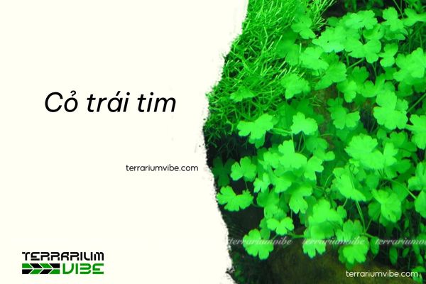 Cỏ trái tim 1 Thông tin tổng quan về Cỏ trái tim