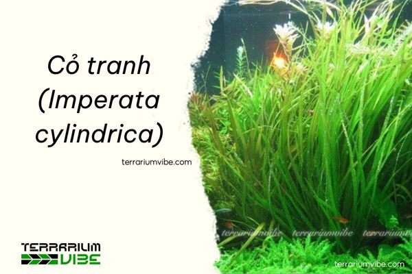 Cỏ tranh 2 Nguồn gốc và môi trường sống của cỏ tranh