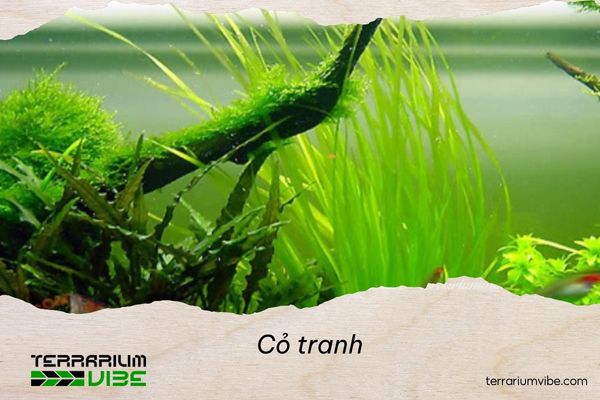 co-tranh-2 Loại terrarium phù hợp với cỏ tranh