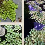 Nguồn gốc và môi trường sống của cỏ vảy ốc 
