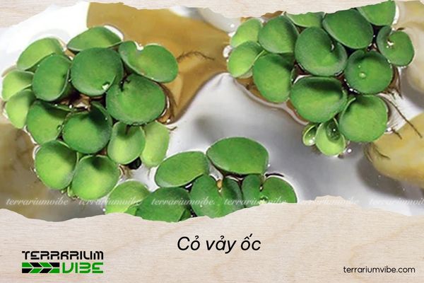Loại terrarium phù hợp với cỏ vảy ốc