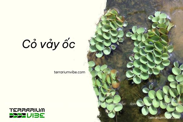 Cách chăm sóc cỏ vảy ốc trong terrarium