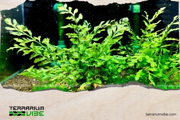 Dương xỉ Châu Phi 1 Thông tin học thuật về dương xỉ Châu Phi