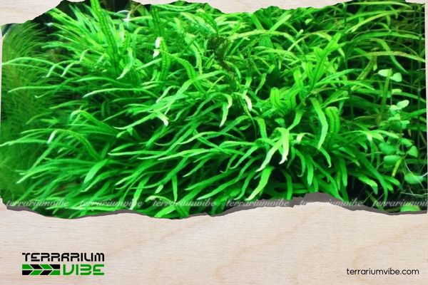 Dương xỉ Châu Phi 2 Môi trường sống của cây dương xỉ Châu Phi