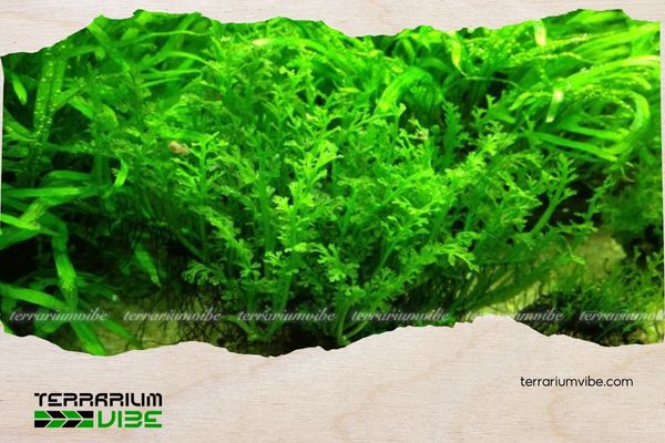 Dương xỉ Châu Phi 4 Cách chăm sóc cây dương xỉ Châu Phi trong terrarium