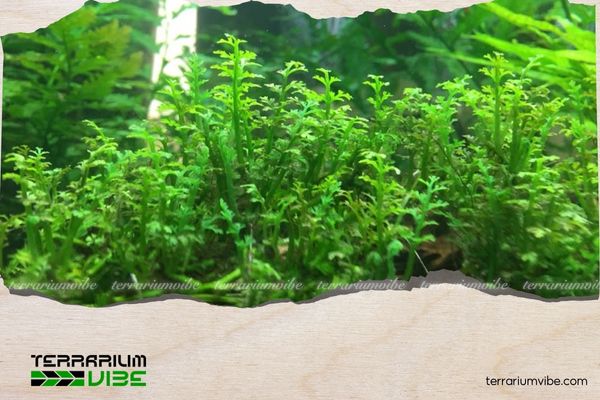 Dương xỉ Châu Phi lùn xoè 1 Thông tin học thuật về dương xỉ Châu Phi mini là gì?