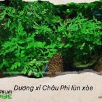 dương xỉ châu phi lùn xòe