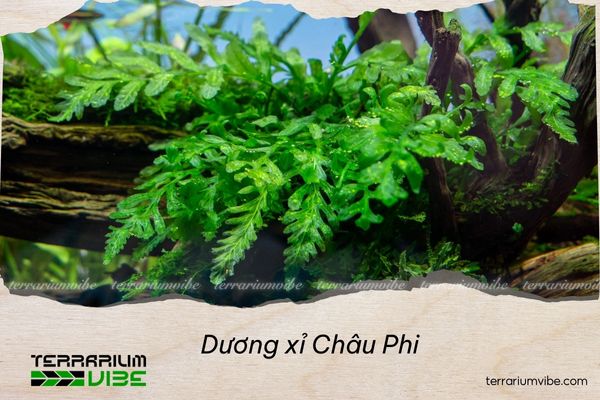 duong-xi-chau-phi Dương xỉ Châu Phi